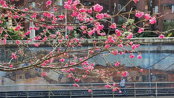 【台北賞櫻景點】東湖樂活公園賞櫻&amp;內溝溪步道粉嫩浪漫櫻花