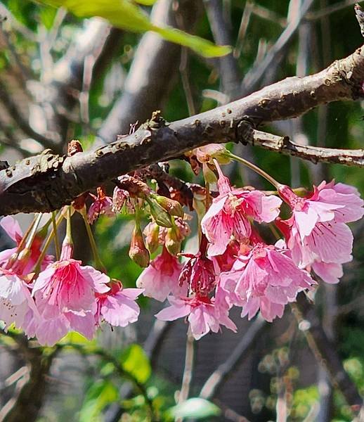 【台北賞櫻景點】東湖樂活公園賞櫻&amp;內溝溪步道粉嫩浪漫櫻花