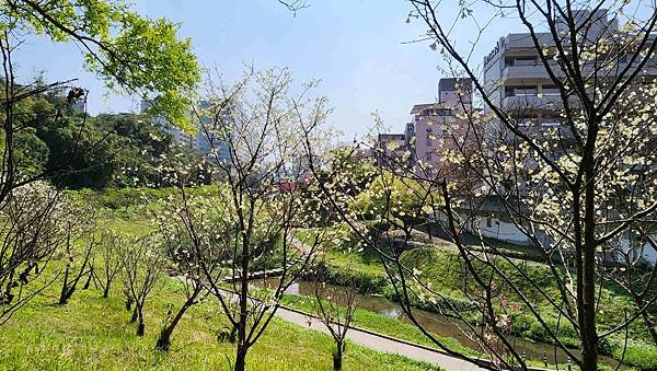 【台北賞櫻景點】東湖樂活公園賞櫻&amp;內溝溪步道粉嫩浪漫櫻花