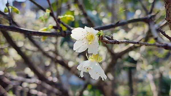 【台北賞櫻景點】東湖樂活公園賞櫻&amp;內溝溪步道粉嫩浪漫櫻花