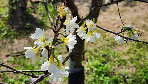 【台北賞櫻景點】東湖樂活公園賞櫻&amp;內溝溪步道粉嫩浪漫櫻花