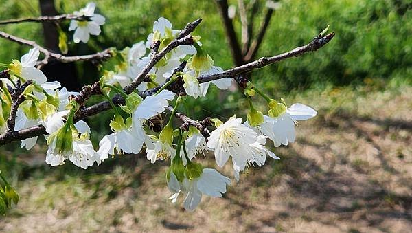 【台北賞櫻景點】東湖樂活公園賞櫻&amp;內溝溪步道粉嫩浪漫櫻花