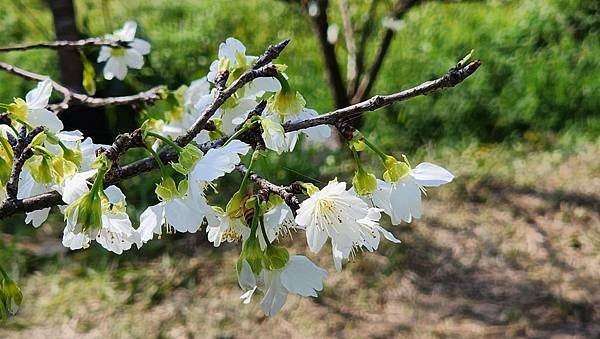 【台北賞櫻景點】東湖樂活公園賞櫻&amp;內溝溪步道粉嫩浪漫櫻花