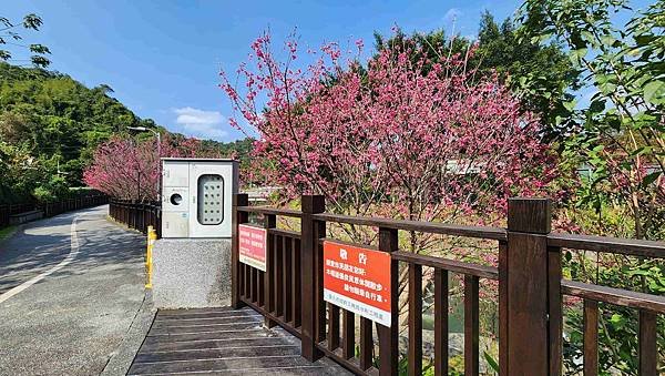 【台北賞櫻景點】東湖樂活公園賞櫻&amp;內溝溪步道粉嫩浪漫櫻花