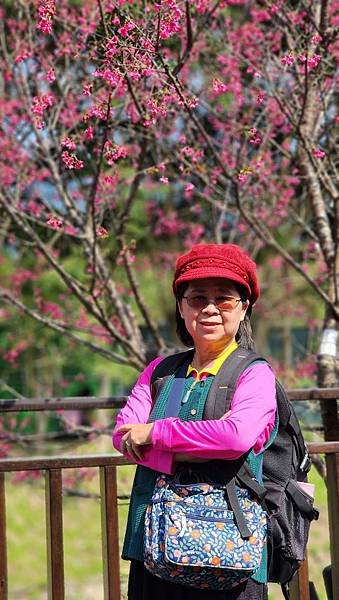 【台北賞櫻景點】東湖樂活公園賞櫻&amp;內溝溪步道粉嫩浪漫櫻花