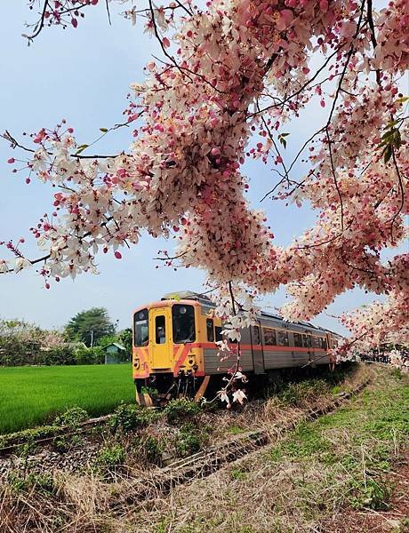 二水鐵道花旗木粉浪漫與火車同框