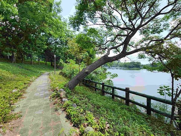 新竹青草湖鳳凰橋于飛島(鳳凰于飛)~~~新竹八景之一