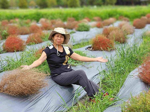 花蓮郵輪式公車四日遊(九)宜蘭冬山波波草轉紅了