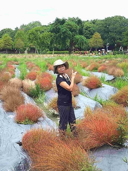 花蓮郵輪式公車四日遊(九)宜蘭冬山波波草轉紅了