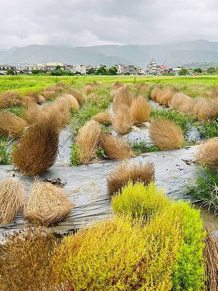 花蓮郵輪式公車四日遊(九)宜蘭冬山波波草轉紅了