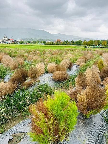 花蓮郵輪式公車四日遊(九)宜蘭冬山波波草轉紅了