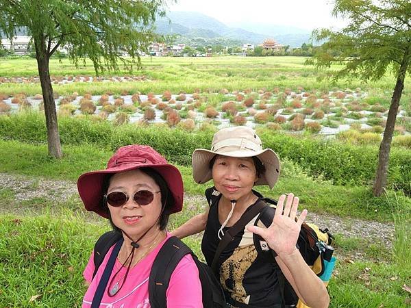 花蓮郵輪式公車四日遊(九)宜蘭冬山波波草轉紅了