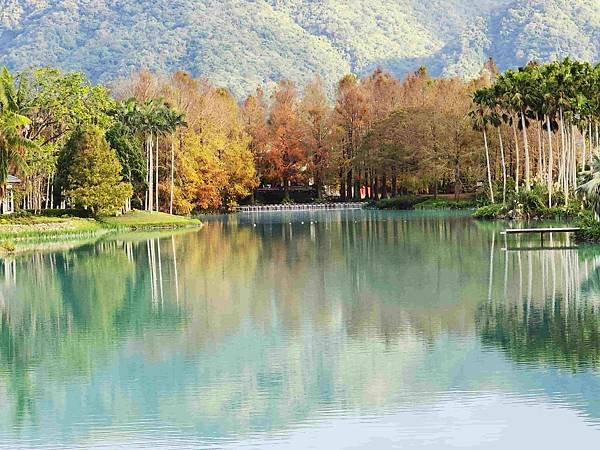 搭乘花蓮郵輪式公車303B(四) 雲山水落羽松圓夢之旅