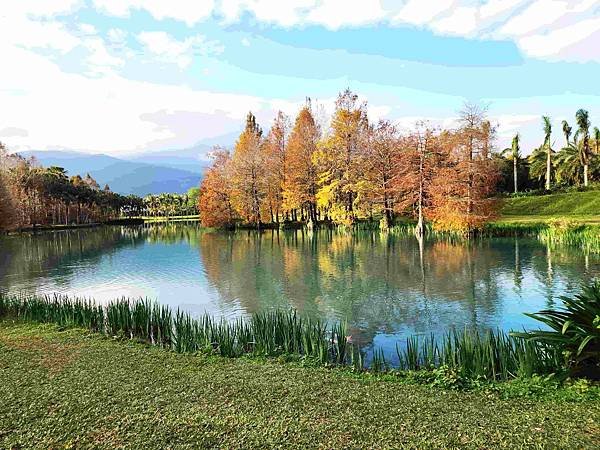 搭乘花蓮郵輪式公車303B(四) 雲山水落羽松圓夢之旅