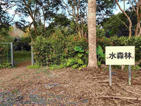 搭乘花蓮郵輪式公車303B(四) 雲山水落羽松圓夢之旅