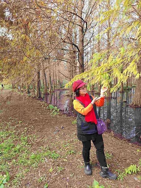搭乘花蓮郵輪式公車303B(四) 雲山水落羽松圓夢之旅