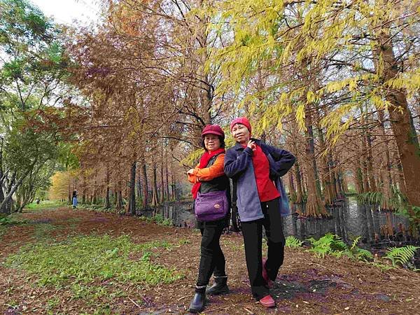 搭乘花蓮郵輪式公車303B(四) 雲山水落羽松圓夢之旅