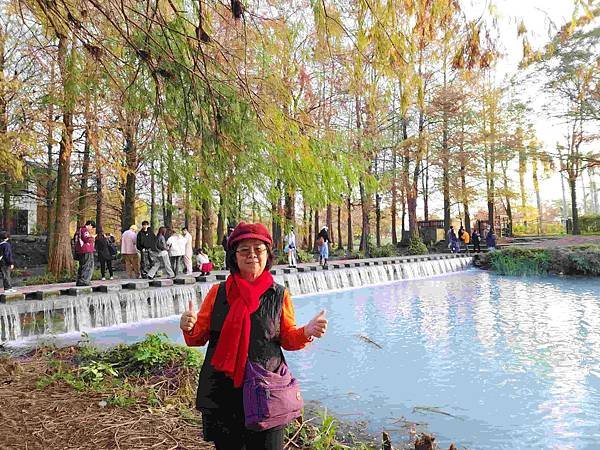 搭乘花蓮郵輪式公車303B(四) 雲山水落羽松圓夢之旅