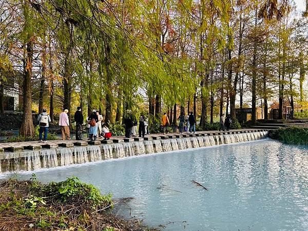 搭乘花蓮郵輪式公車303B(四) 雲山水落羽松圓夢之旅