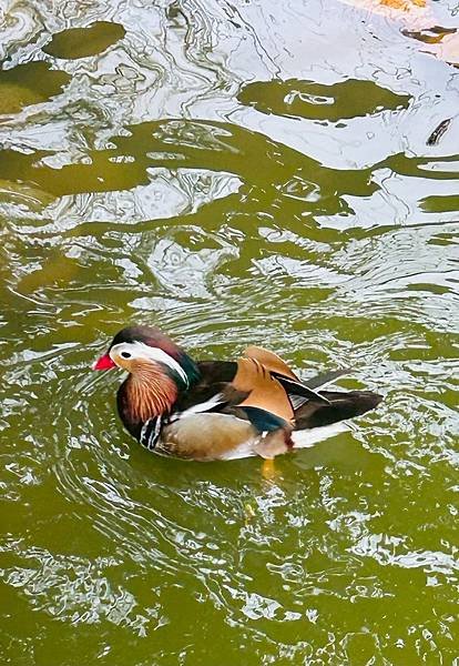 桃園八德埤塘自然生態公園一日遊