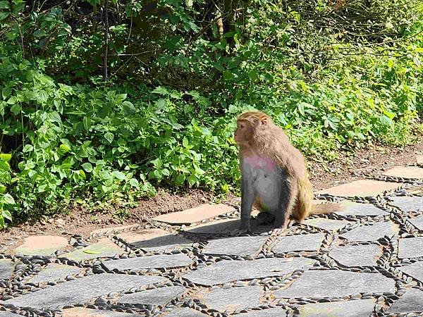 大陸精彩貴州之旅(十一) 神遊梵淨山&amp;黔靈山公園