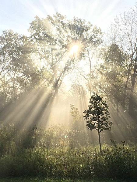 Baby+oak+and+sunrays.jpg