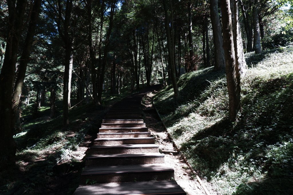 桃園-東眼山國家森林遊樂區-森林步道幾乎是階梯