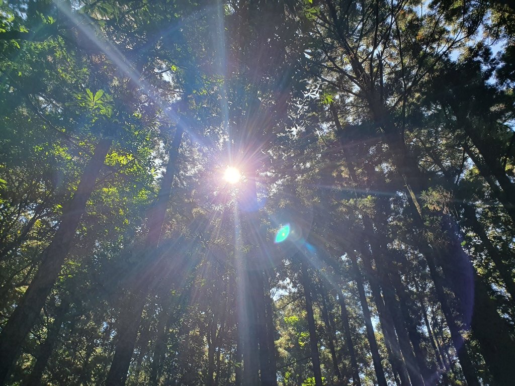 正好早上10點多，太陽光線穿過森林之中