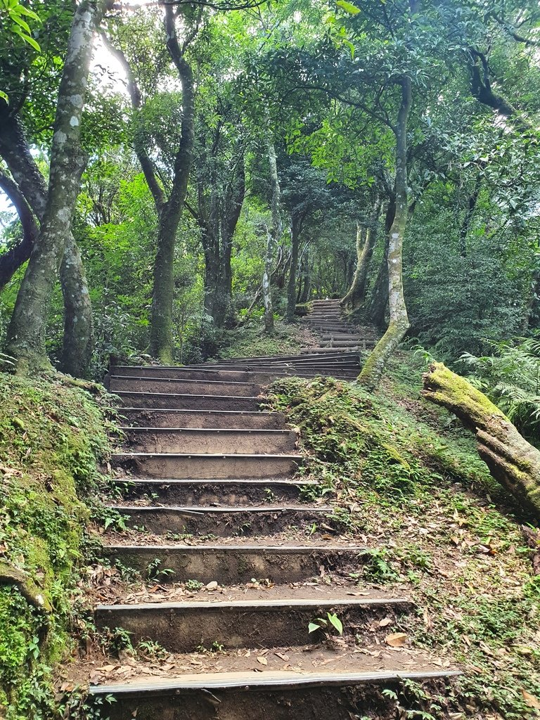 往東眼山三角點都是階梯