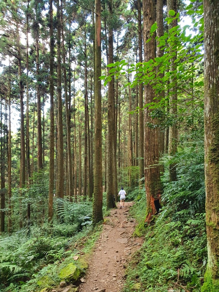 步道被樹林包圍