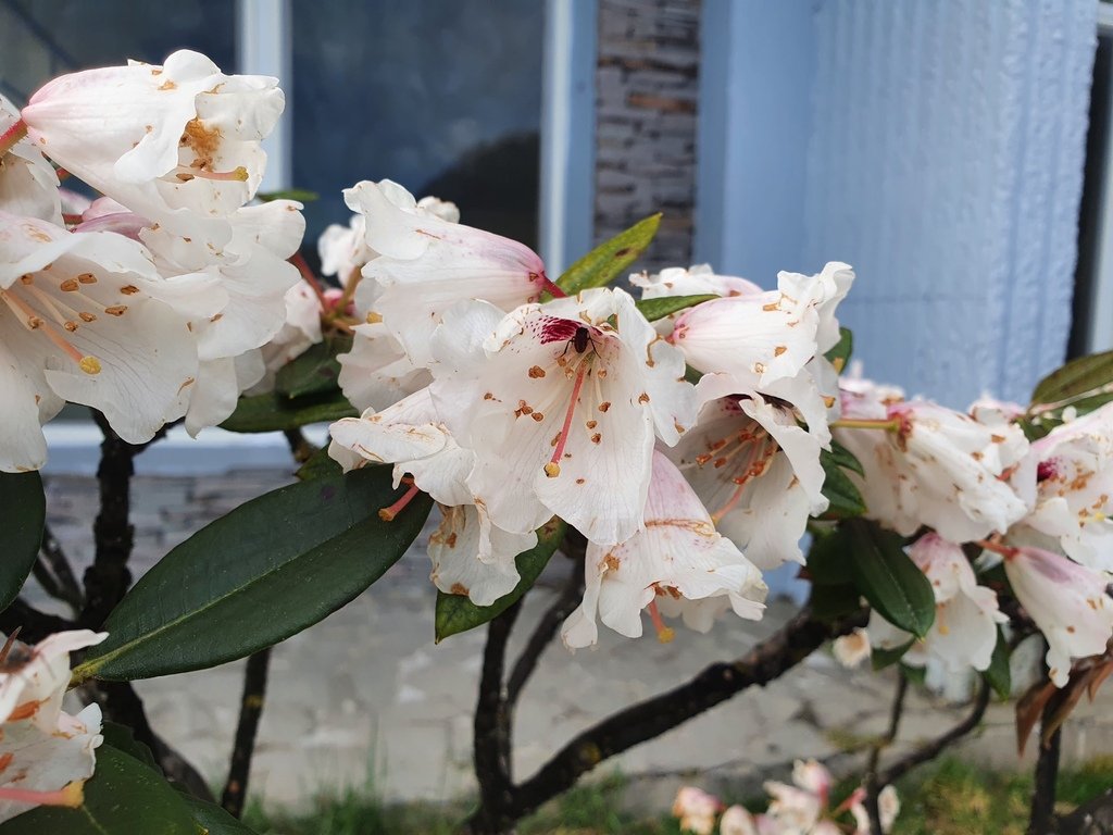 松雪樓旁有種植杜鵑花，盛開