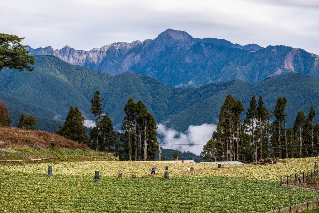 從福壽山農場可眺望，雪山主峰