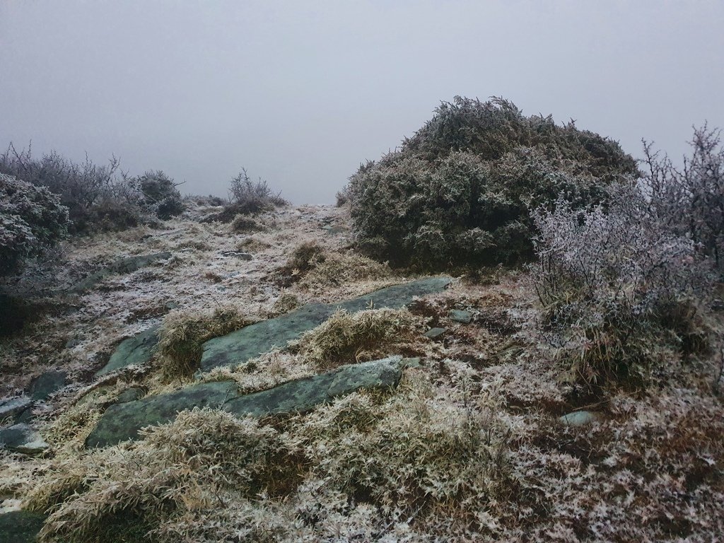 兩旁的樹木都被一層雪蓋上