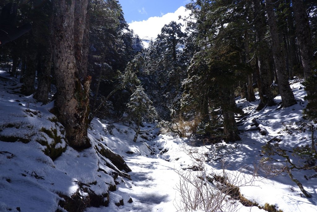 陽光露臉~照應在雪山黑森林之中