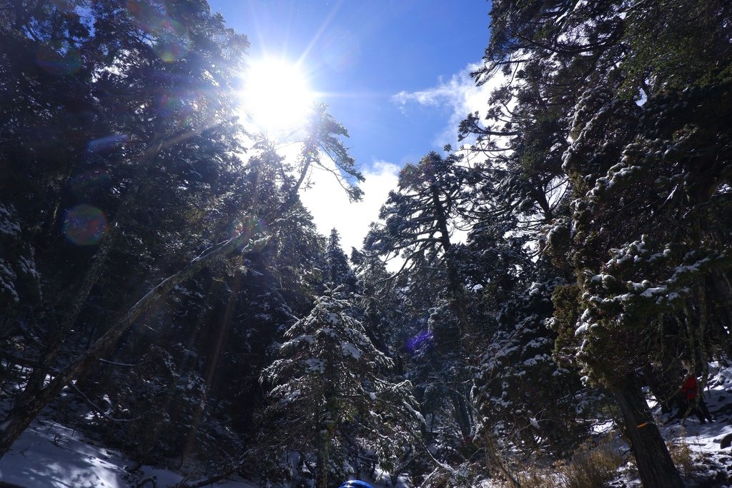 雪季的雪山黑森林，佈滿的滿滿的白雪