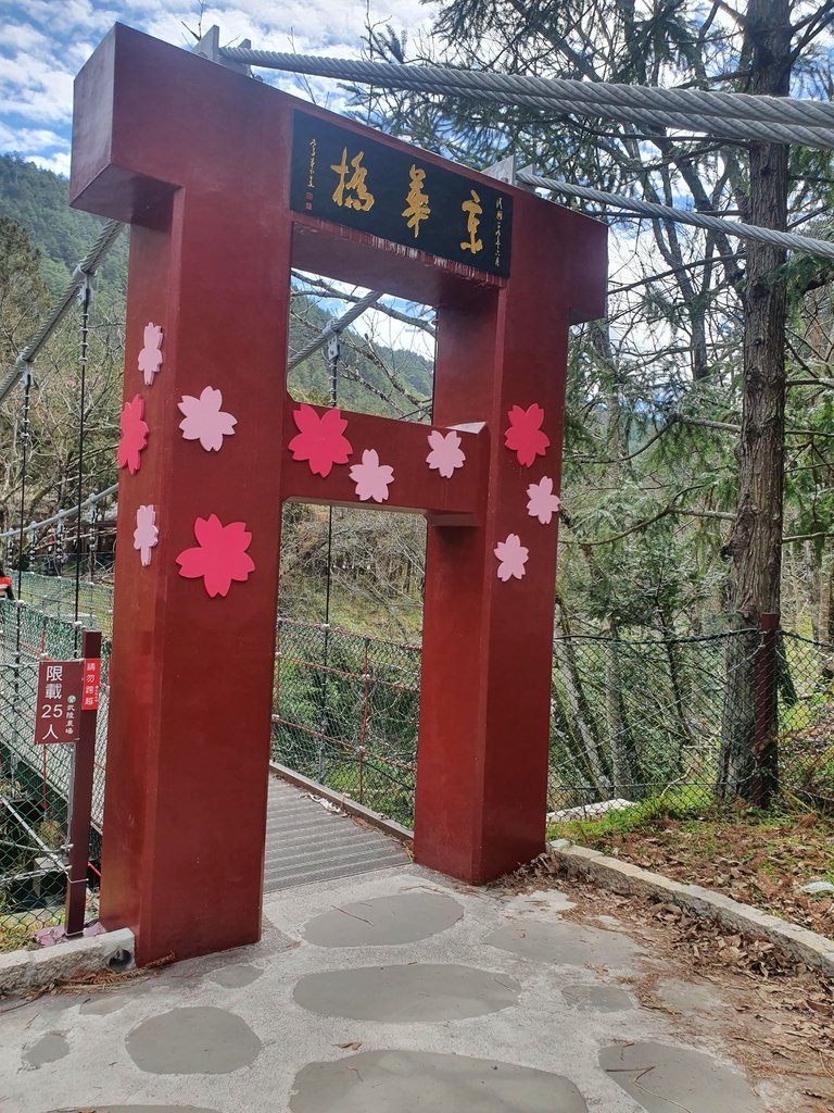 京華橋上放上櫻花裝飾點綴