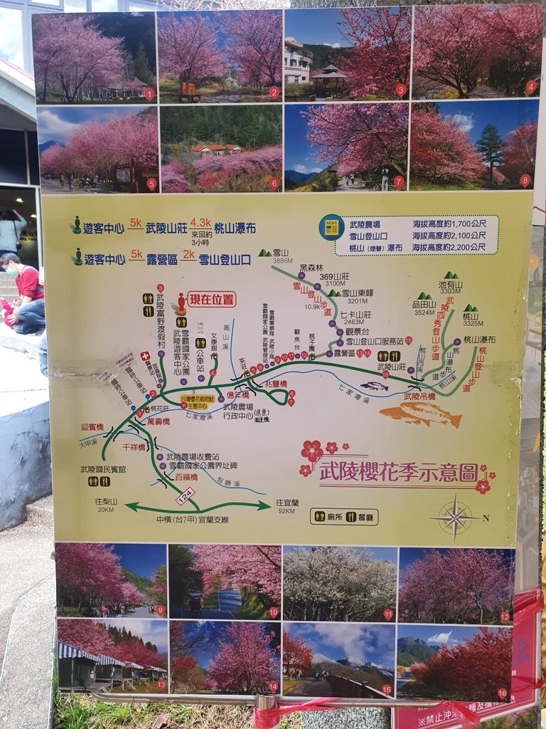武陵櫻花季是意圖，不同區域種植的櫻花品種也大不相同