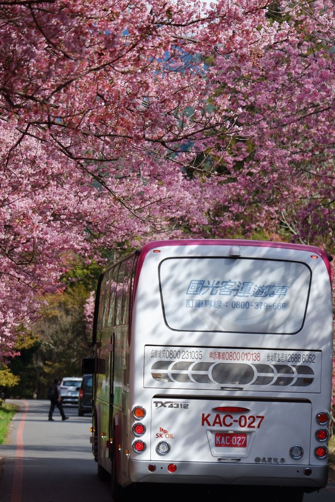 可以搭乘國光客運賞櫻專車看櫻花