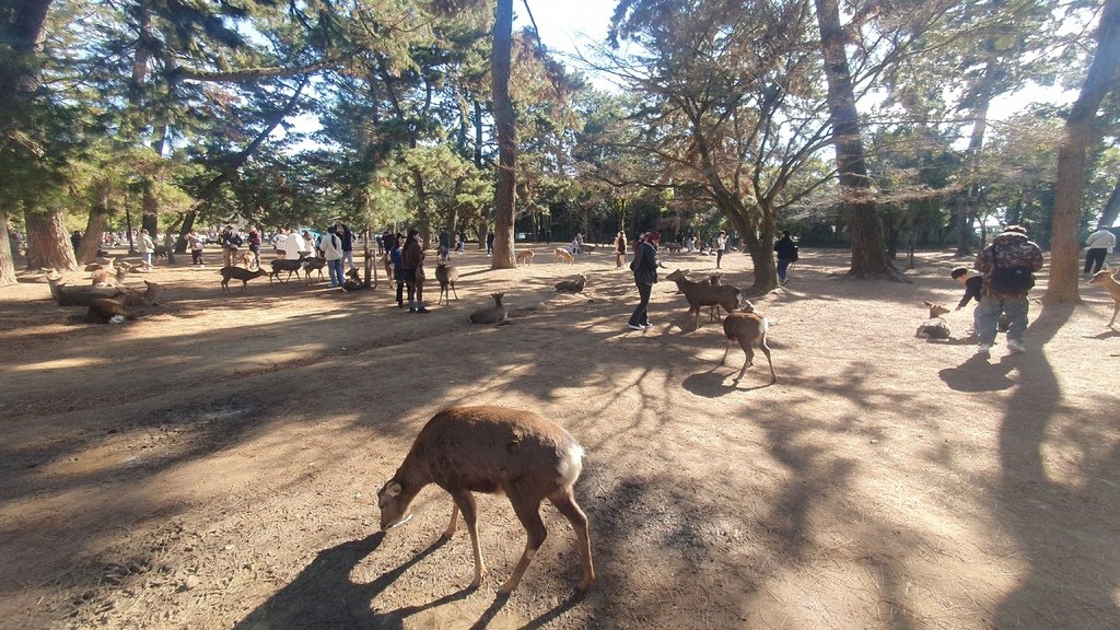 奈良公園鹿都是野生的