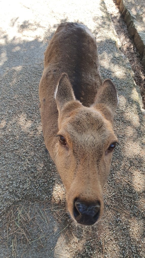 奈良公園 鹿仙貝