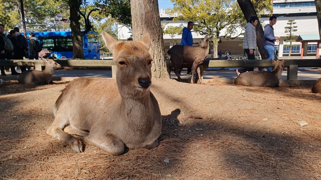 奈良公園鹿都是野生的