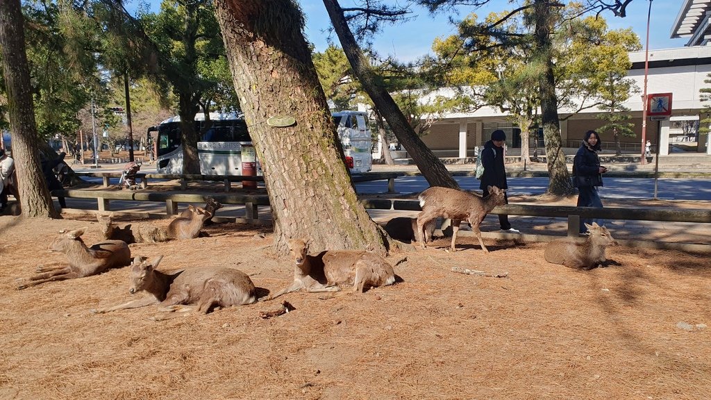 奈良公園鹿都是野生的