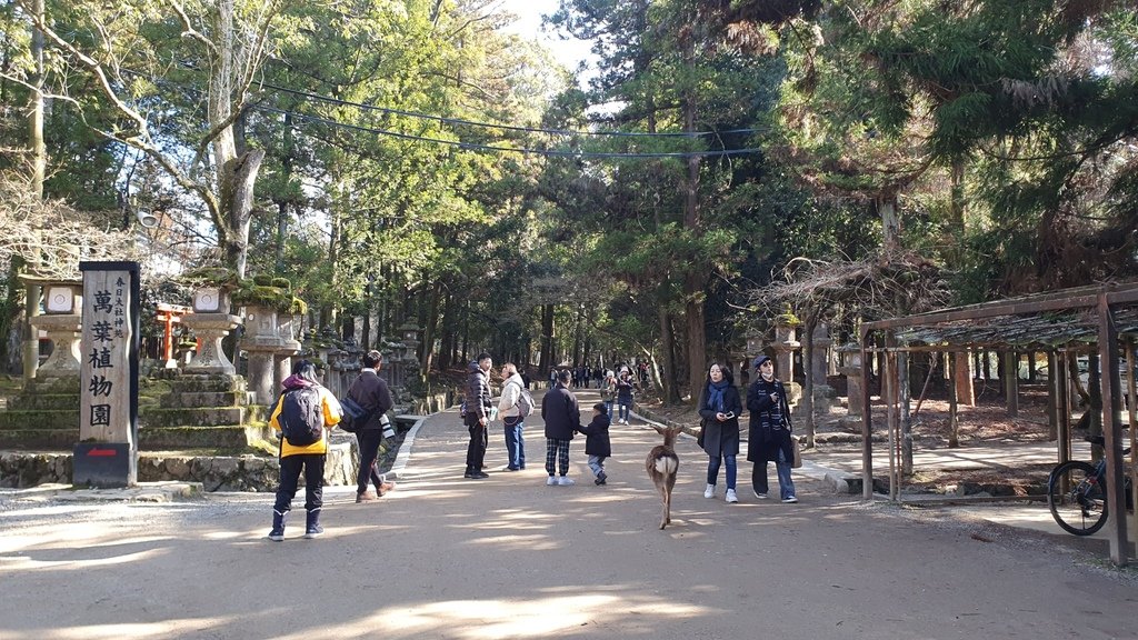 春日大社境内的「萬葉植物園」