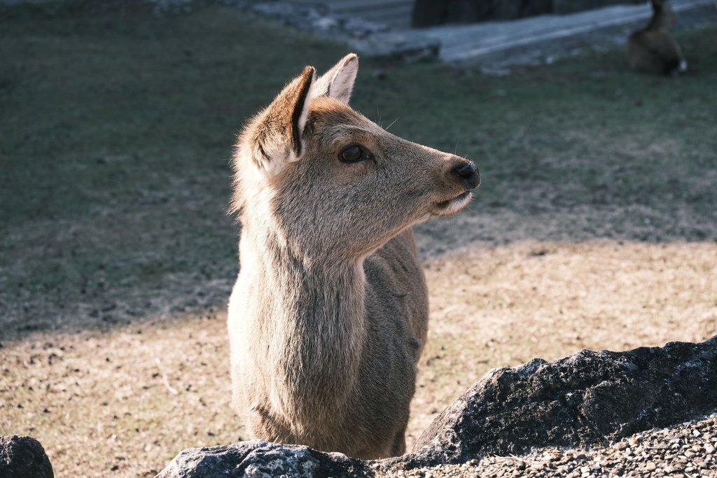 奈良公園的鹿兒