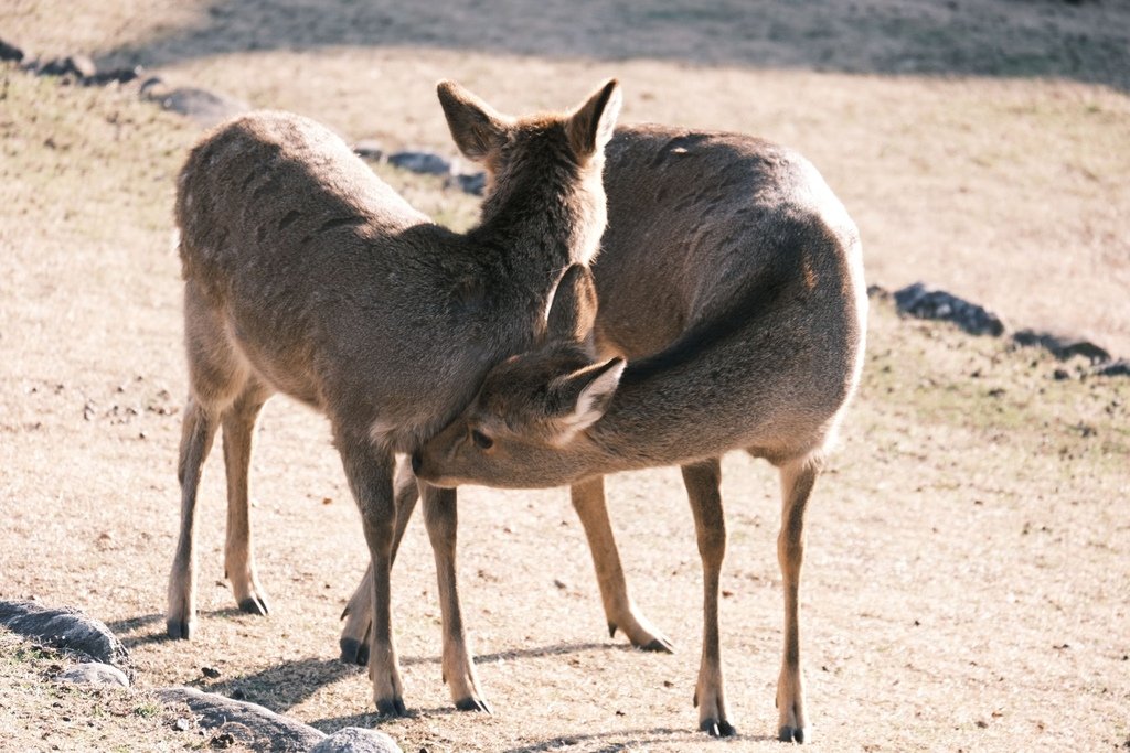 奈良公園的鹿兒