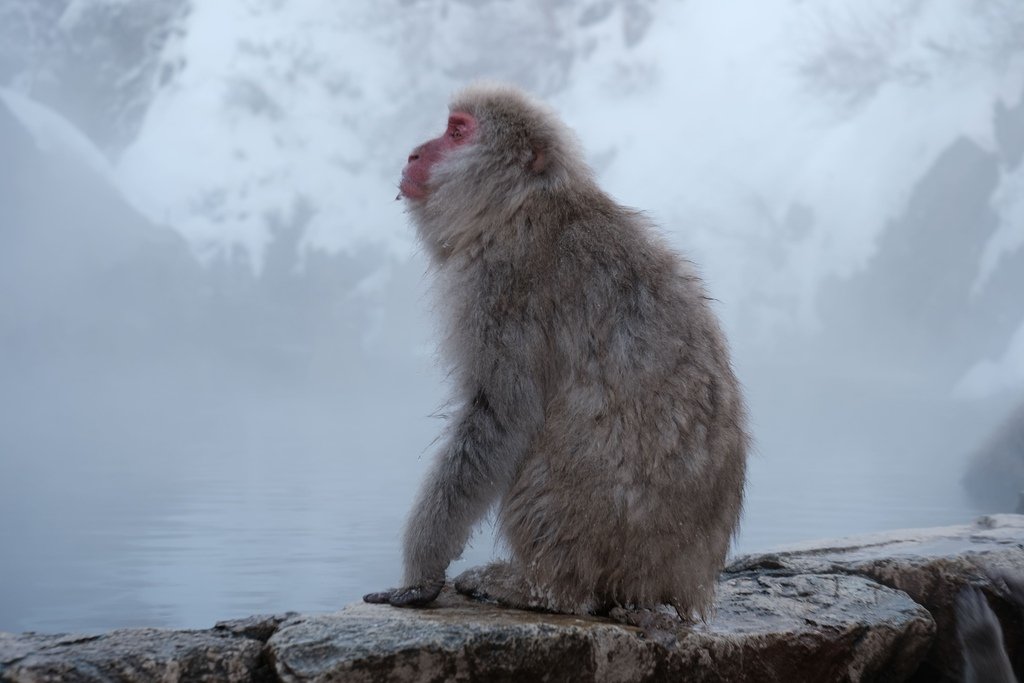 地獄谷野猿公苑/じごくだにやえんこうえん（Jigokudani Yaen Koen, 地獄谷野猿公園）