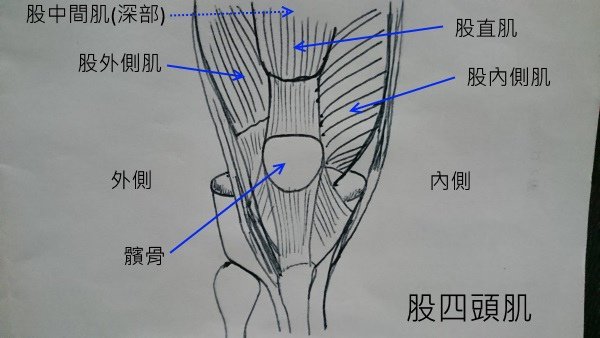 quadriceps