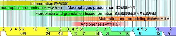 Wound_healing_phases