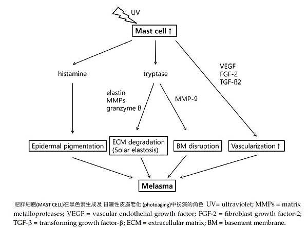 mast cell.jpg