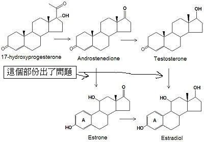 雄性素轉化